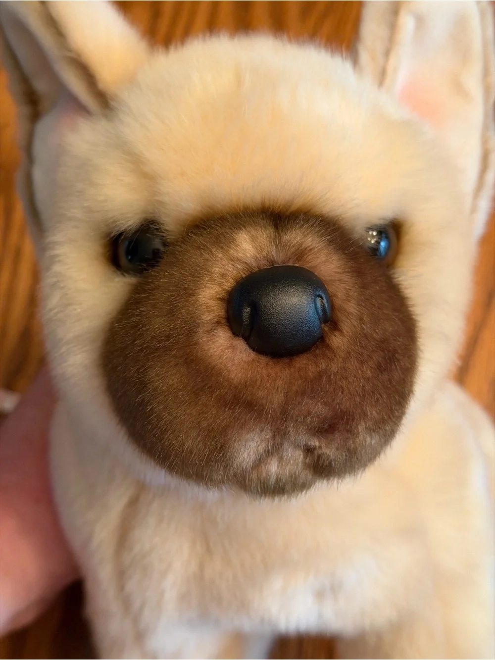 Douglas Napoleon French bulldog NWT